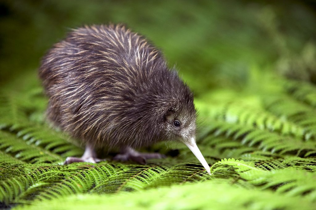 New Zealand Kiwi Bird
